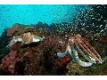 Scuba diving Sipadan Island. Malaysia underwater video: turtles, sharks, barracuda