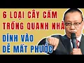 Download Lagu Sau Tuổi 70, 6 giống cây không nên trồng quanh nhà kẻo mất phước