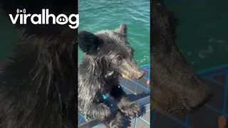 Boaters Rescue Exhausted Bear Cub Struggling in Lake || ViralHog