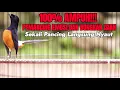 Download Lagu BURUNG MURAI BATU GACOR 100% AMPUH MEMANCING EMOSI DAN BONGKAR ISIAN