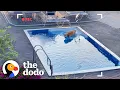 Golden Retriever Caught On Camera Sneaking Into Neighbor s Pool The Dodo