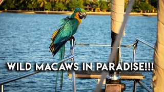 Our boat got BOARDED in Brazil! (By wild Macaws😂) – Outside Watch Vlog #27