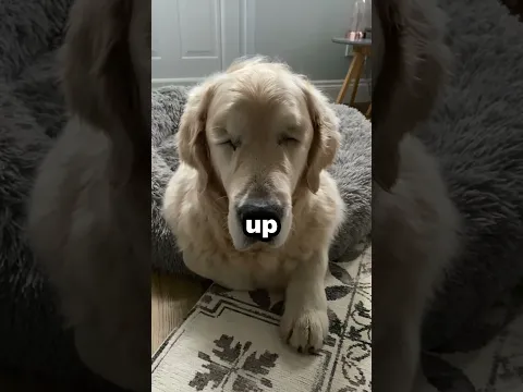 Golden Retriever Went Blind Overnight π’ Then A Tiny Puppy Changed Everything π