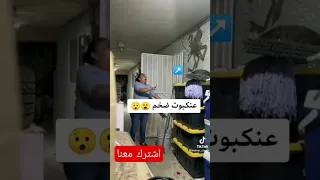 عنكبوت ضخم يهجم علا سيده 