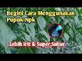 Download Lagu Cara Menggunakan Pupuk Npk Lebih irit dan berbuah Lebat, untuk Semua jenis Tanaman 