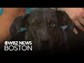 Dogs from Louisiana up for adoption through Massachusetts shelter