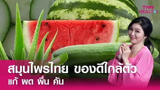  ทำไมใบตำลึงถึงช่วยบรรเทาอาการผื่นคันและผดผื่นร้อนได้ 