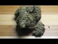 Gelato X Larry Bird fr Bud Empire