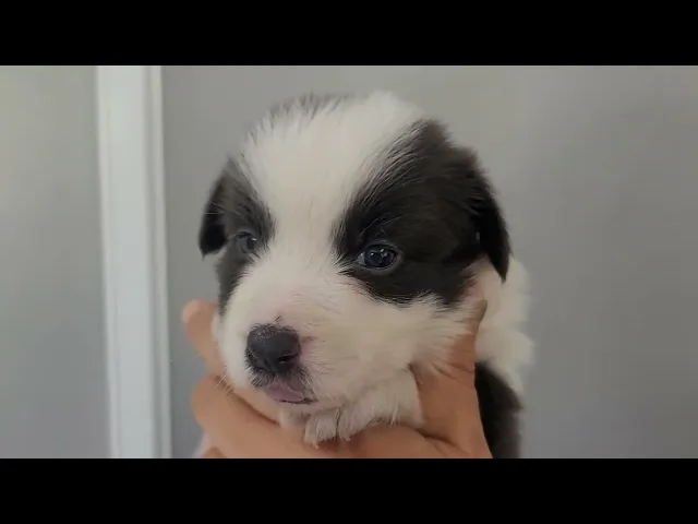 動画
