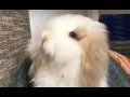 A new breed of rabbit the European Teddy Widder