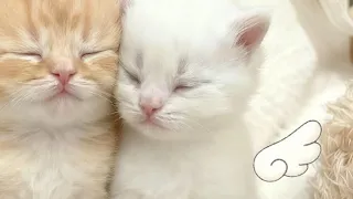              لسه برىء                          دندنها
