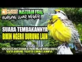 Download Lagu SUARA MASTERAN BURUNG LUAR NEGERI PART-1 || COCOK UNTUK MURAI BATU \u0026  BURUNG FIGHTER LOMBA LAINNYA