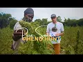 Download Lagu Pure Sativa Landrace preservation and Pheno hunt with Rastafari Church in Antigua | Humboldt Seed Co