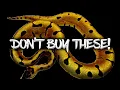 Don t Buy These 10 Ball Pythons