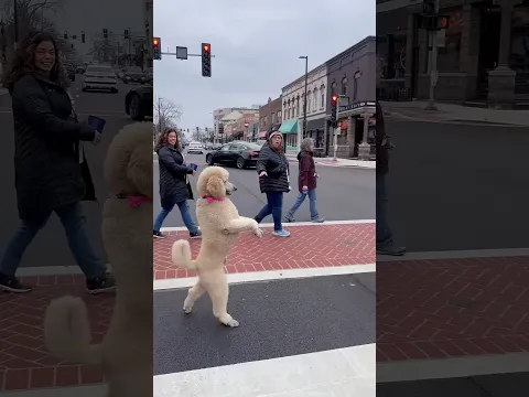 Le enseñó a caminar como humano y la gente no creía lo que vio... 😱
