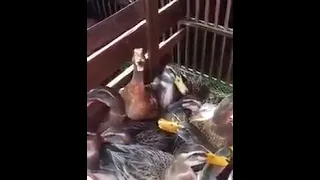 وزة تضحك قبل طبخها دندنها