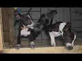 Petfinder dealing with technical issues