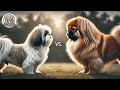 Shih Tzu vs Pekingese Small Dogs Big Battle of Strength and Spirit