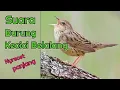 Download Lagu Suara Burung Kecici Belalang Nyrecet Panjang