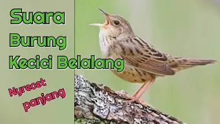 Download Suara Burung Kecici Belalang Nyrecet Panjang MP3