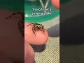 Trying to Pet a Jumping Spider