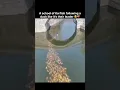Lagu A school of Koi fish following a duck like it's their leader! ❤️‍🩹🥹