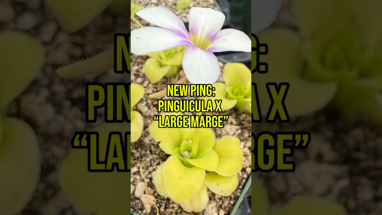 Pinguicula x “Large Marge” BARE ROOT