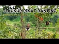 Lagu Tekukur Pikat Ranting ll Bersama Pikat Ardjuna ‼️@MYTERKUKURSOLOK