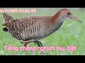Download Lagu NvT_Tiếng Chằng Nghịch,quốc hoa,gà nước huỷ diệt 2023