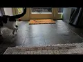 Slow motion cat running in lateral view 960fps slowed down 32x