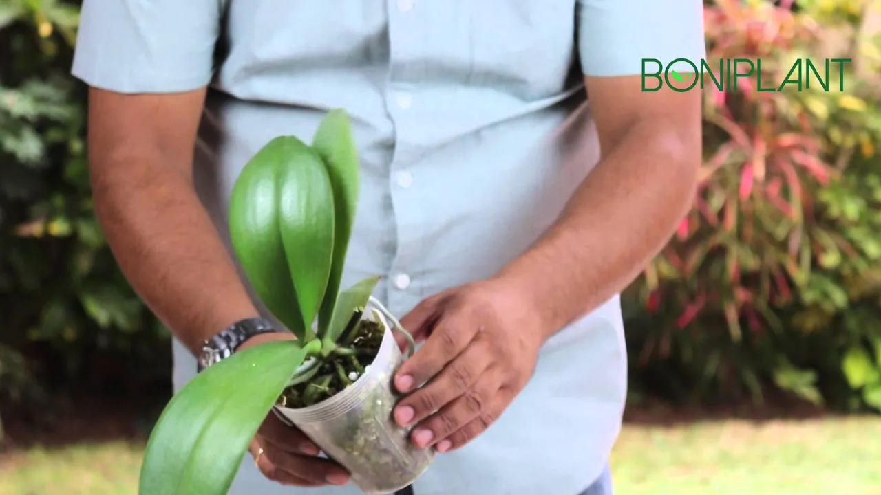 CORTE DE VARA EN ORQUÍDEAS BONIPLANT