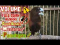 Download Lagu Bondol Cokelat (BHM) || Emprit Dari Papua Gacor Full Isiaan