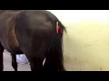 Tail swishing deterrent