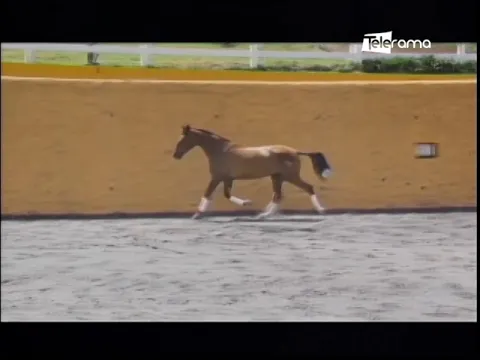 Charlotte English School Caballos de pura raza Española