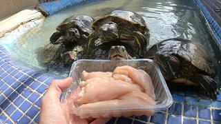 Tortugas se comen todos estos filetes de pollo!! 🍗 🐢