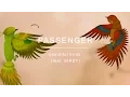 Download Lagu Passenger | Beautiful Birds feat. BIRDY (Official Video)
