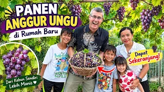 PANEN ANGGUR UNGGU DI RUMAH BARU SAMPAI DAPAT SEKRANJANG DAN BISA BUAT BAGI2