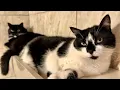 Download Lagu Cooling Off🧊Uni and Nami’s Favorite Summer Spot 🐈🐈　暑い時はすぐにここに集まる猫たち