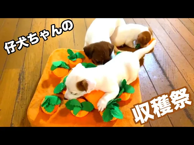 動画