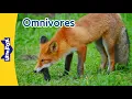 Omnivorous Animals Eating Both Plants and Meat Baboon Fox Racoon Bear Skunk l Little Fox