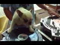 Lagu SCRATCHING TURNTABLISM DJ DOG ON VINYL TURNTABLE