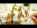 Download Lagu Hoe je elke stervende plant kunt nieuw leven inblazen met deze eenvoudige truc (werkt elke keer!) 🌱