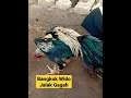 Download Lagu 🐔Shorts Bangkok WIDO JALAK II Pasar Ayam Makassar II bySFchannel