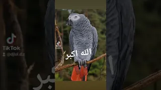 الله اكبر   مكررة    لتعليم الببغاء في يوم واحد فقط       دندنها
