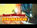 Download Lagu Murai Batu Gacor Di Kandang Ternak @Budy tk