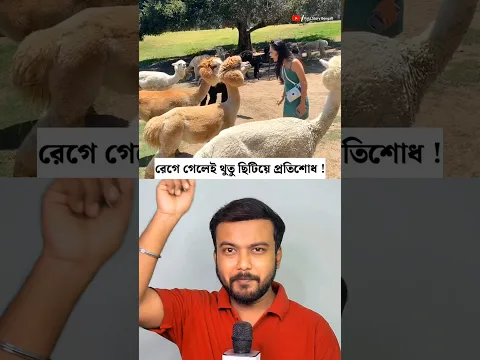 আলপাকাকে ঘাঁটালেই মুখে থুতু!