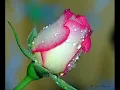 Don't Forget To Remember Me Bee Gees Lyrics