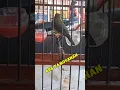 Download Lagu burung sogon tembakan pleci ,zipperan ,glondngan dakbal #kicaumania #sogon #sogonnembak #sogokontong