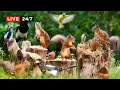 Download Lagu 🔴24/7 LIVE CAT TV NO ADS😺 Unlimited Fun with Wild Birds and Cutest Red Squirrels