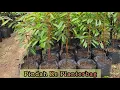 Lagu Proses dan Cara Pemindahan Bibit Durian Polybag ke Planterbag